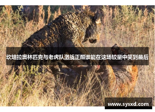 坎培拉奥林匹克与老虎队激战正酣谁能在这场较量中笑到最后
